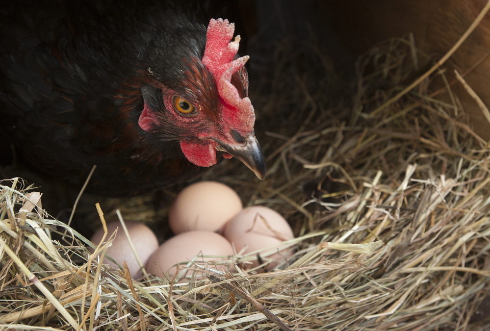 A Black Star hen keeps watch over its eggs at Spruce Mill Farm in Dover-Foxcroft.