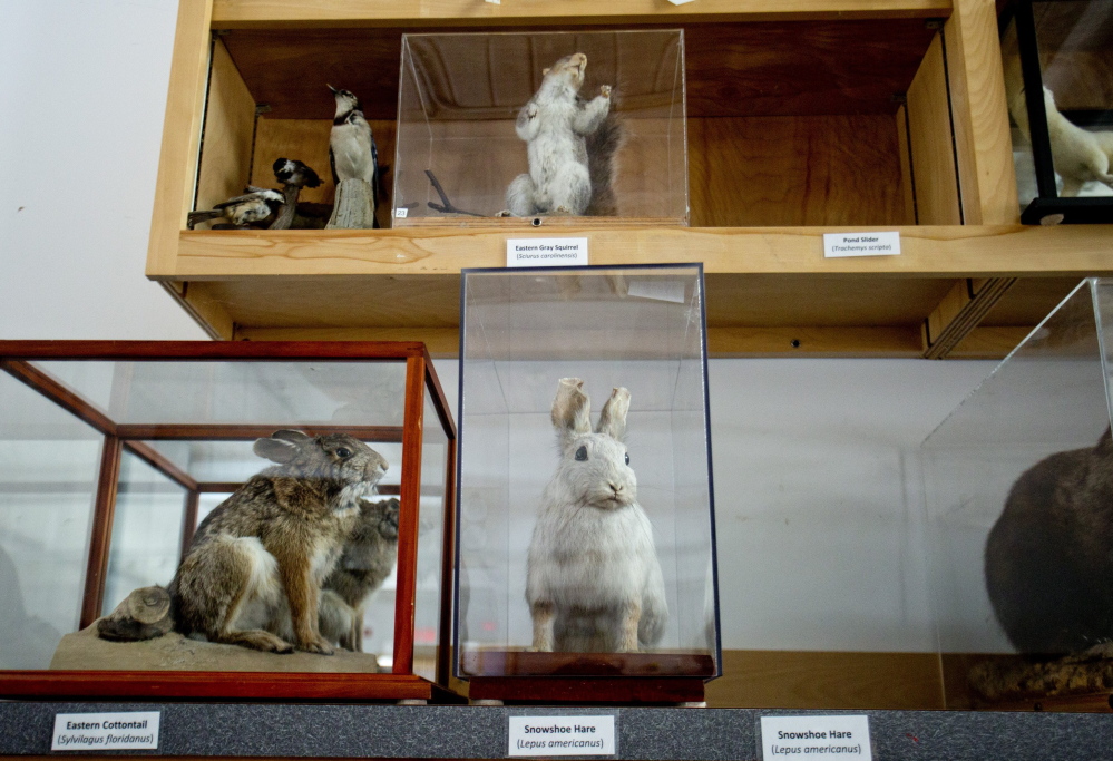 Two empty places are seen on the shelves of the Maine Audubon’s collection in Falmouth where a snowshoe hare and pond slider turtle are usually kept. Both hare and turtle were found in snow behind the railing of the parking garage from which they originally went missing.