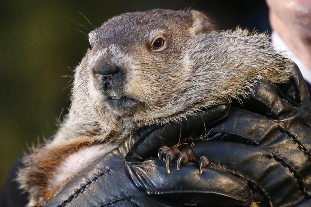 Punxsutawney Phil, the weather prognosticating groundhog, is held by the gloved hands of handler Ron Ploucha on Feb. 2, when Phil forecast six more weeks of winter weather. At least one New Hampshire police department would like to have word with Phil.