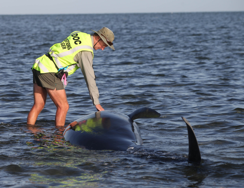 A worker tends to one of over 170 pilot whales that beached themselves on New Zealand’s South Island.