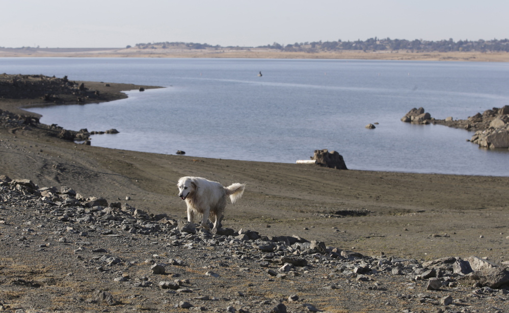 A dog walks along the receding shoreline of drought-stricken Folsom Lake near Folsom, Calif., in November. Storms in early December boosted water supplies enough to provide Southern California cities and farms 15 percent of their requested water, the Department of Water Resources announced last month.