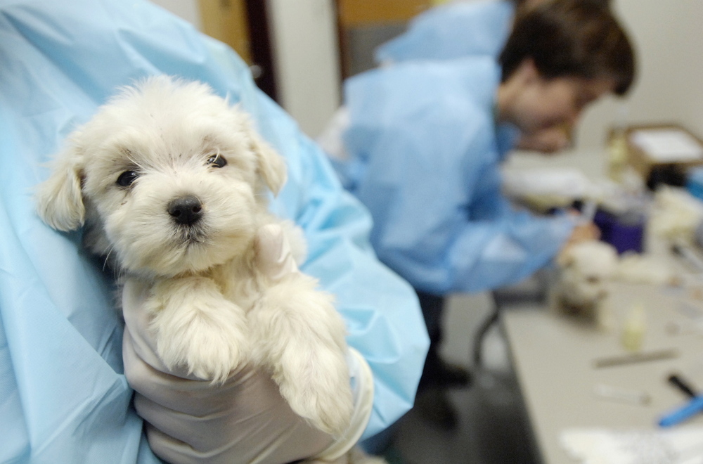 An animal care attendant at the Idaho Humane Society in Boise holds a 7-week-old Maltese puppy that was rescued from an Oregon puppy mill in 2007. 