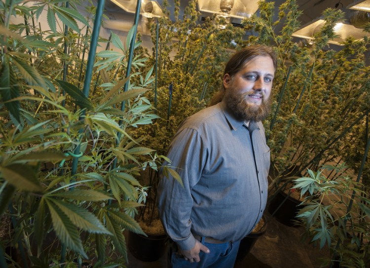 Paul McCarrier poses with part of his medical marijuana growing operation on Wednesday. 
 Kevin Bennett Photo