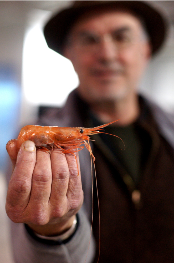 George Parr, a Portland fish wholesaler, holds up a Maine shrimp, prized for its sweet flavor. He bought more than 800 pounds Thursday at a Portland Fish Exchange auction for a Japanese buyer.