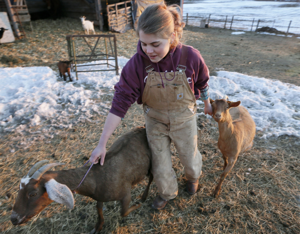 Ellie Olson leads goats to the milking building on her farm near Madrid, Iowa. 