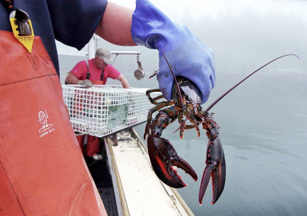 A sternman holds a lobster caught off South Bristol. Maine lobster fishermen landed lobsters with a record overall value in 2014.