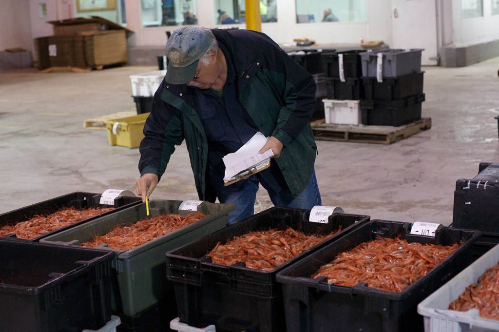 Sandy MacIver, a buyer for Emerald Seafood in New York, examines shrimp before an auction Thursday at the Portland Fish Exchange. He was outbid and failed to get any shrimp. Figuring out a bid price was a “shot in the dark,” he said.