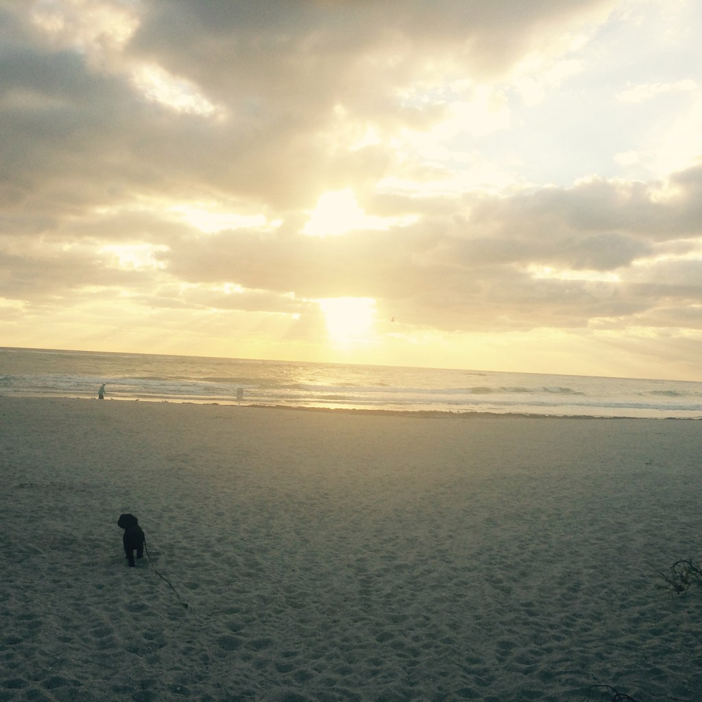 Elli gets out for a walk on Vero Beach. Sally Gardiner-Smith photo