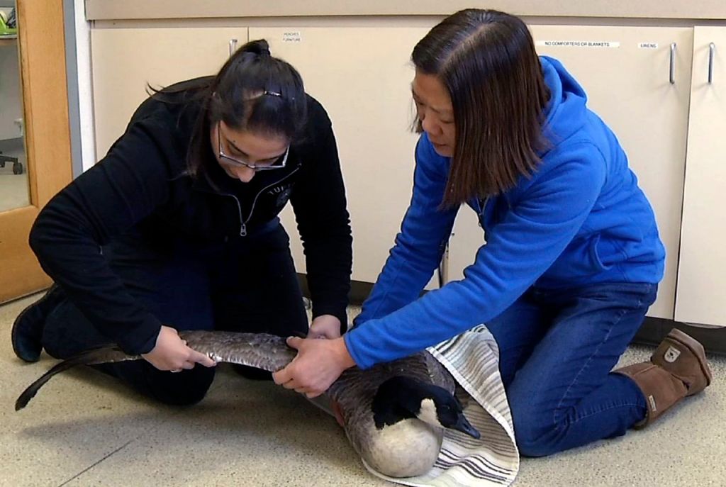 Dr. Florina Tseng, right, director of the Wildlife Clinic of the Cummings School of Veterinary Medicine at Tufts University, examines the injured wing of a goose with one of her students. The Associated Press