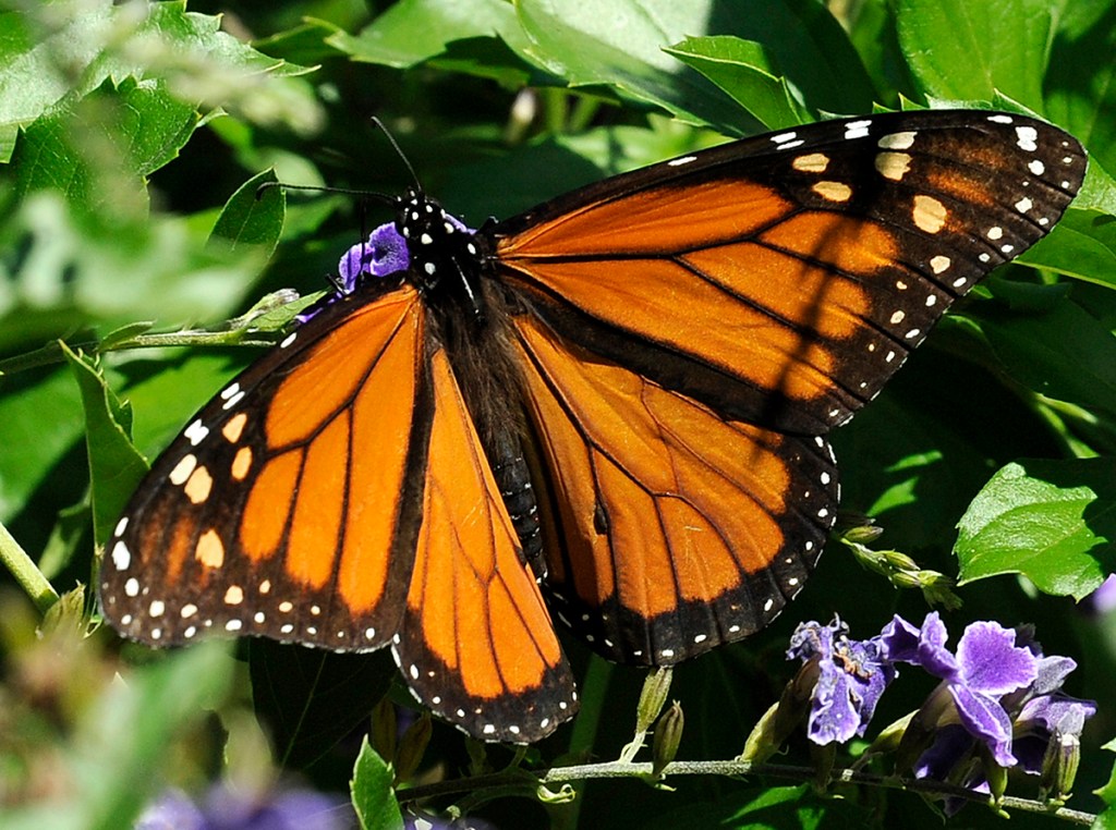 This photo taken Oct. 25, 2014 shows a Monarch butterfly feeding on a Duranta flower in Houston. The monarch lays its eggs exclusively on the milkweed plant. Conversion of prairies into cropland and the increasing use of pesticide-resistant crops have greatly reduced milkweed. The Associated Press