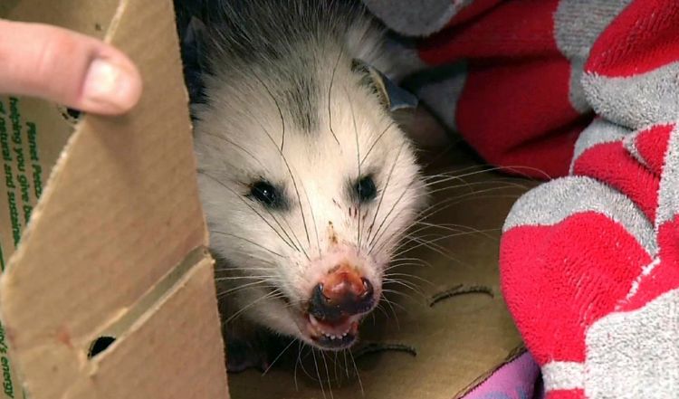 A female opossum peers from a box at the Wildlife Clinic of the Cummings School of Veterinary Medicine at Tufts University's campus in Grafton, Mass. The opossum, which had been hit by a car, was found with 10 young ones in her pouch and suffering from frostbite on her paws and tip of her tail. 