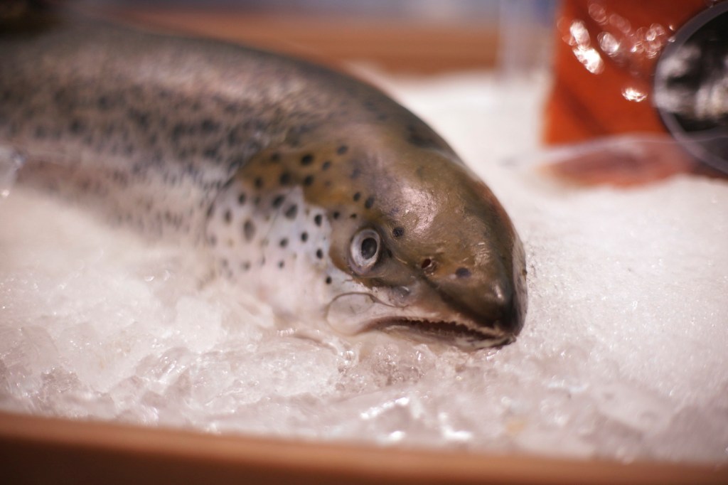 An Alaska salmon is displayed for potential wholesale buyers at the Seafood Expo North America show in Boston in March. The FDA granted approval Thursday to a Massachusetts company’s plan to sell farm-raised Atlantic salmon that are genetically modified to grow faster.