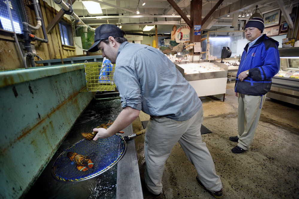 Abraham Turcotte of Harbor Fish Market in Portland gets lobsters for Phillip Yang of Cranston, R.I., on Thursday. The ocean researchers’ forecasts may help the lobster industry prepare for the kinds of conditions that led to a market glut in 2012, when unusually high ocean temperatures prompted the migration of lobsters toward shore weeks earlier than normal.