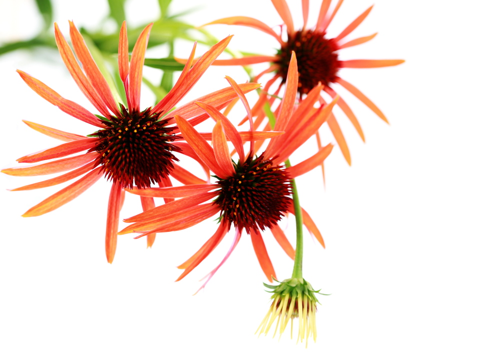 Echinacea is a favorite today of hybridizers, who are coming up with plants in many new colors.