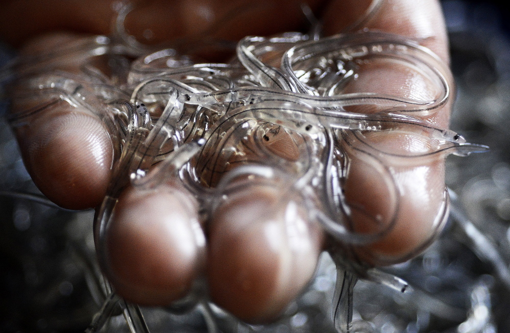 Maine is the only state with a significant elver fishery. The elvers – like these at Delaware Valley Fish Co. in Portland – were worth more than $2,000 per pound in 2015.