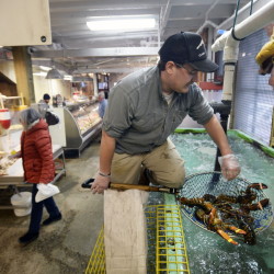 Abraham Turcotte of Portland’s Harbor Fish Market plucks lobsters out of the tank Thursday. Lobster continues to dominate Maine’s commercial fishing industry, bringing in $457 million in 2014, according to preliminary data from the state. This year, unusually cold water is expected to delay the start of the lobstering season by a couple of weeks, according to a forecast from the Gulf of Maine Research Institute. Shawn Patrick Ouellette/Staff Photographer