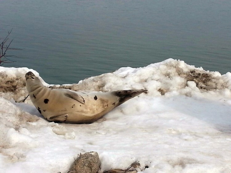 A seal is stranded on a snowbank in Wells on Sunday. The Associated Press/Wells Police Department, Officer Kevin Schoff
