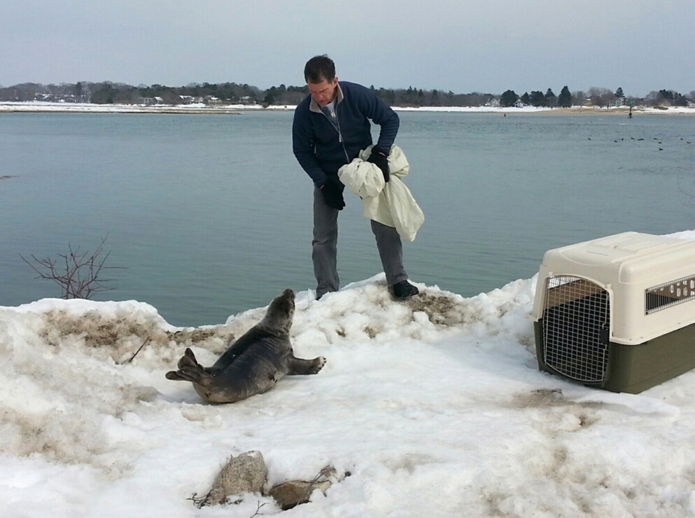 A member of Marine Mammals of Maine observes a harp seal that had apparently been stuck on a snowbank in Wells on Sunday. Members of the nonprofit group and the Wells Police Department were prepared to help, but the animal waddled into Wells Harbor on its own.