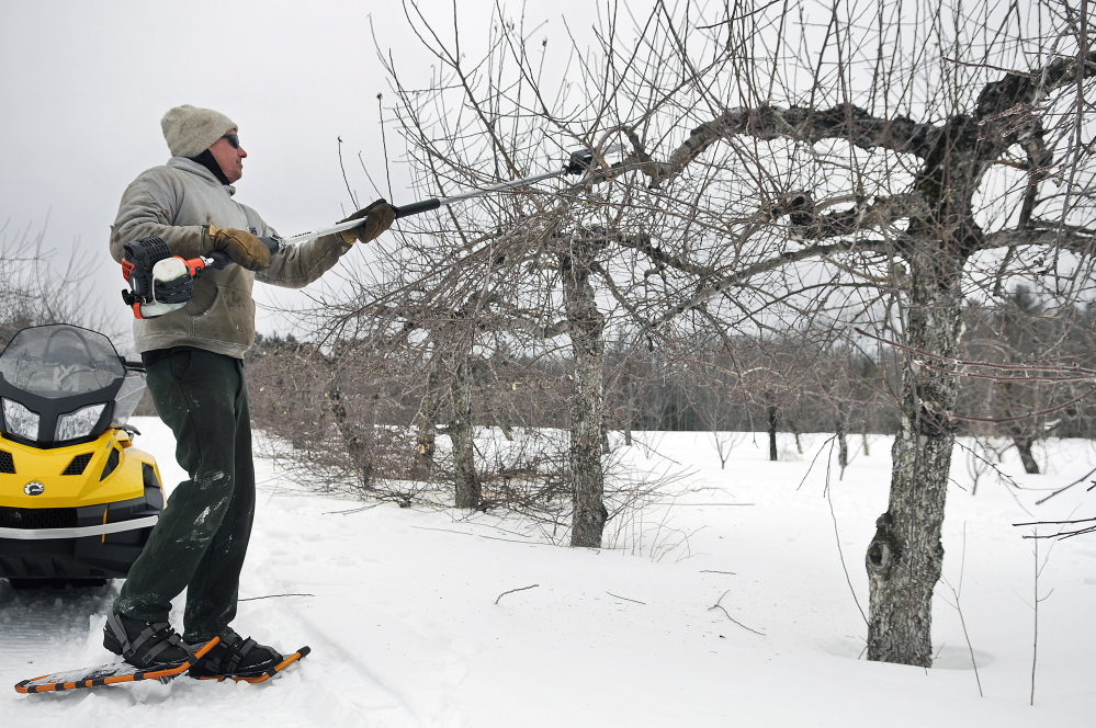 Tom Fair trims suckers on an apple tree at Applewald Farm in Litchfield on Thursday. The snow cover this winter and a gradual spring warming may help produce a good crop in 2015. The family farm sells produce and fruit at its roadside farm stand.