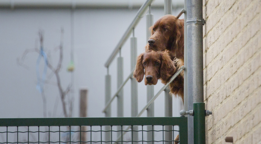 Two Irish setters look out from an enclosure in Lauw, Belgium, on Monday.