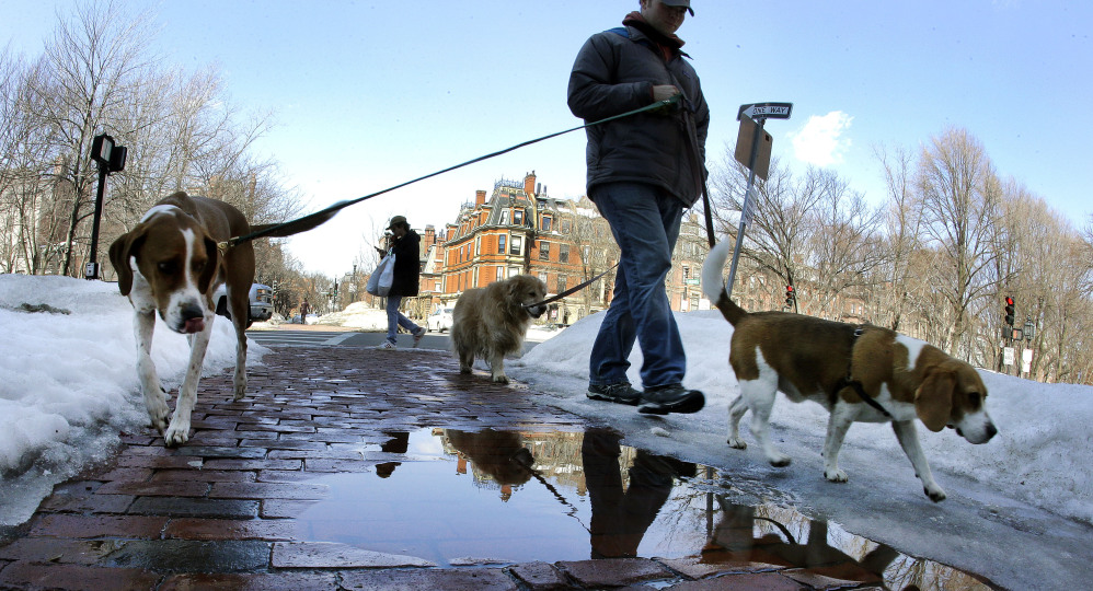 A pedestrian and dogs walk along a wet sidewalk lined with melting snow in Boston on Monday as New England residents enjoy a trend toward warmer temperatures.