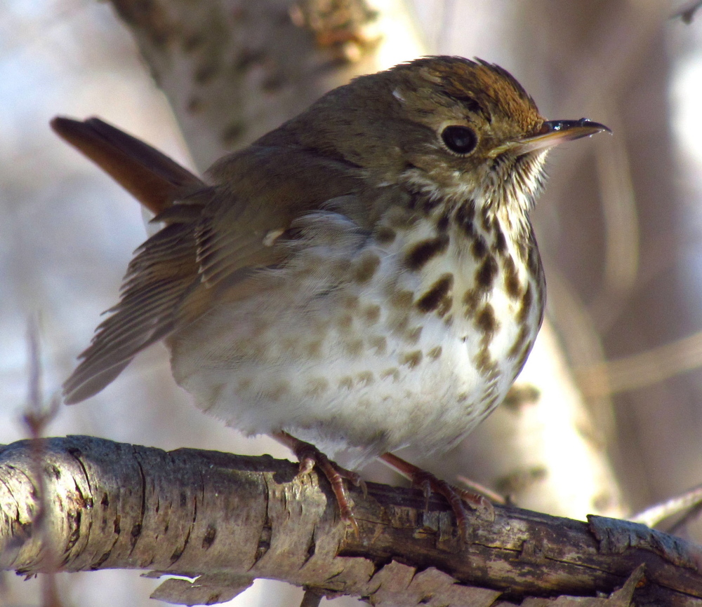 The hermit thrush seems to be increasing in
numbers.