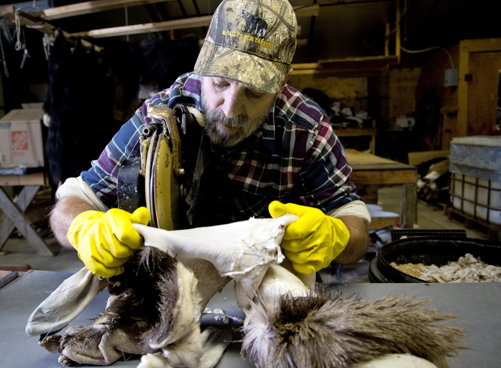 After the hide is soaked in brine, other chemicals loosen the flesh on the inside. Then it’s cleansed of fat and excess flesh, which Greg McNally does leaning over a table saw that’s sharpened often.