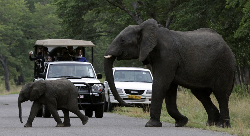 An elephant and calf cross a road inside Zimbabwe’s Hwange National Park. As a result of overpopulation, the country plans to begin selling some of the park’s herd to buyers in France, United Arab Emirates and China.
