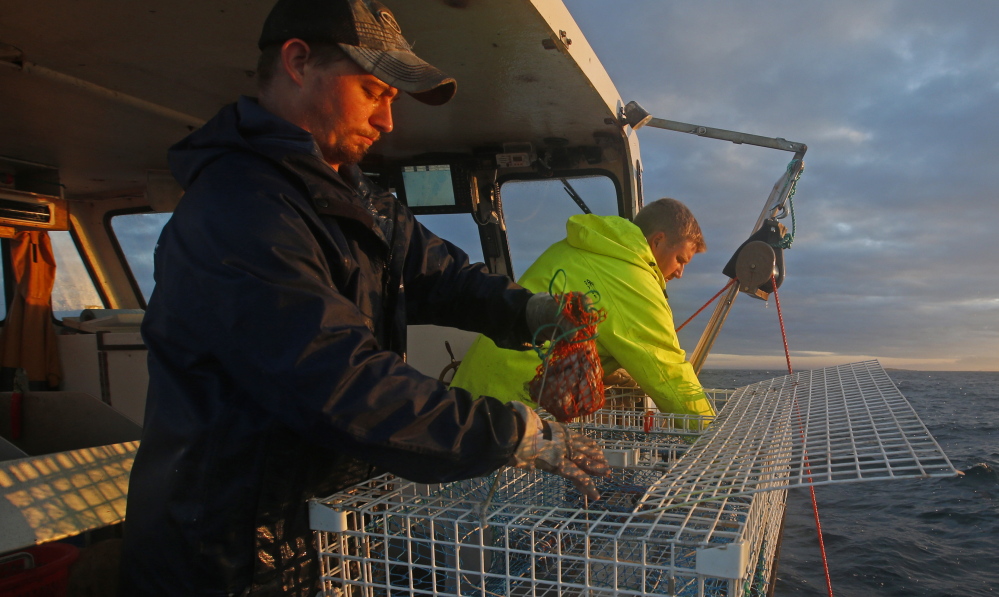 Sternman Brandon Demmons, left, places a bait bag full of herring in a lobster trap off Monhegan Island in July 2014. Herring live in massive schools that can number in the billions, serving as food for marine species ranging from cod to whales.