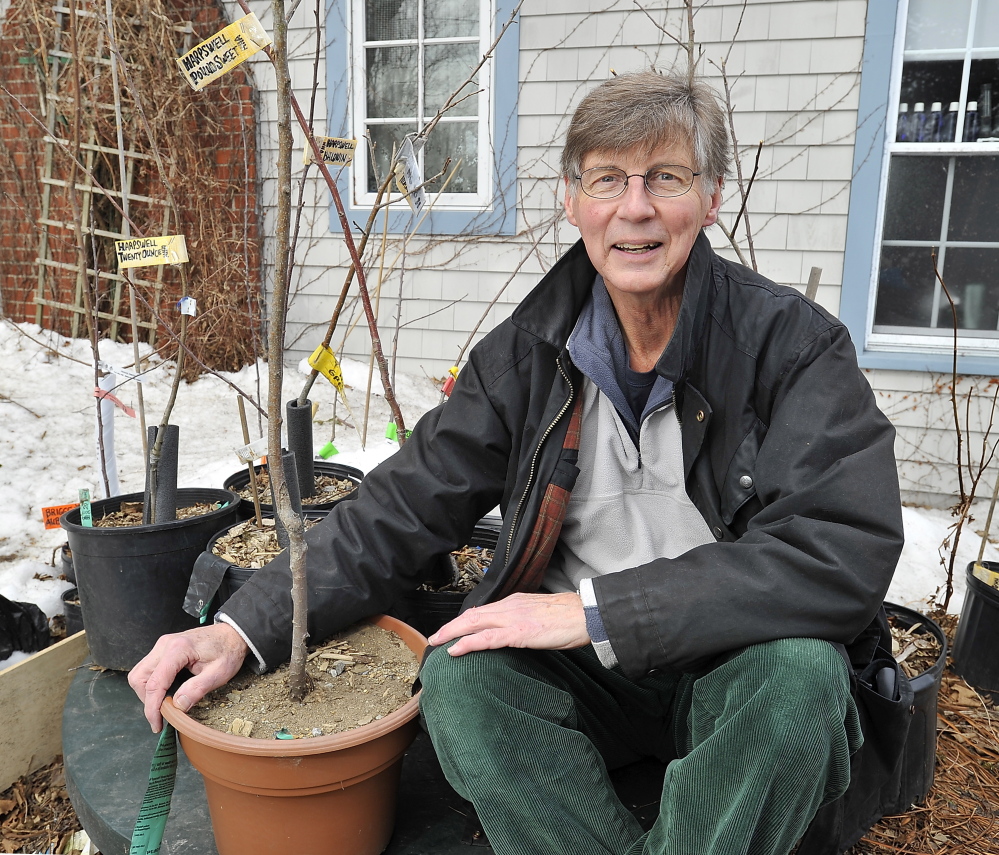 Robert McIntyre with Harpswell Heritage Apples saplings that are sold to benefit community groups in Harpswell and to help sustain 100- to 200-year-old apple trees.