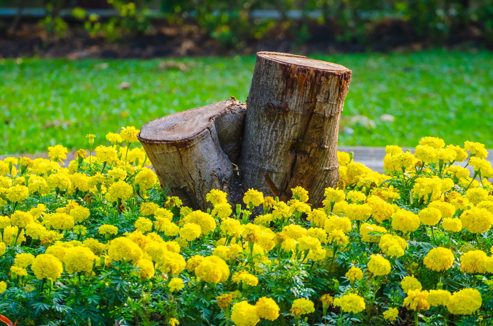 Leaving stumps and other dead wood in your yard will make nearby plants healthier.
