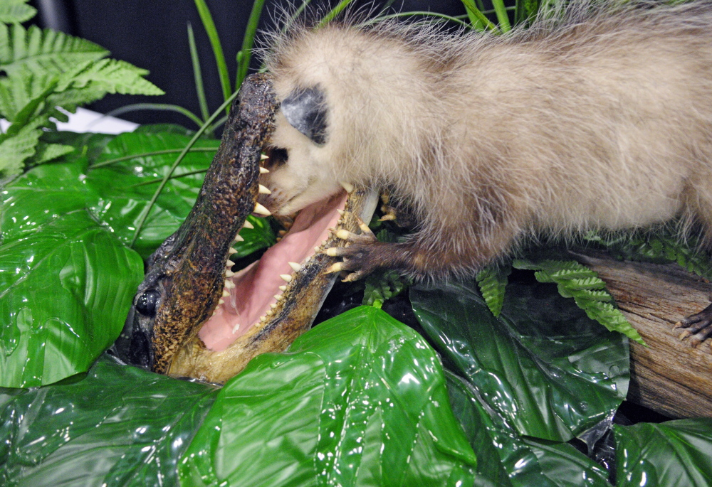 This mount of an alligator snatching an opossum by taxidermist Chris Sterling was on display Friday at the Maine Sportsman’s Show at the Augusta Civic Center.
