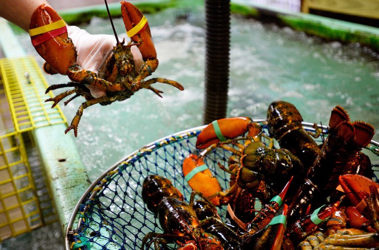 Abraham Turcotte of Harbor Fish Market in Portland takes lobsters out of the tank Thursday. A new forecast says this year's peak lobster season may coincide with the peak tourist season.