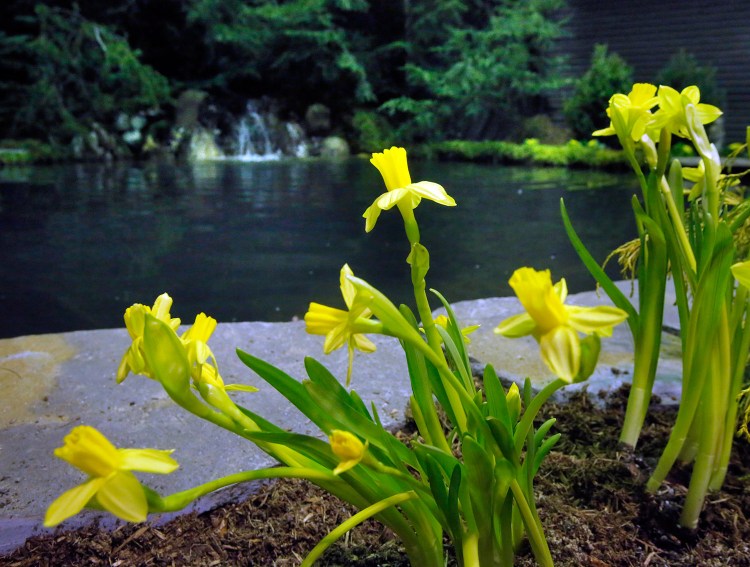 Yellow daffodils brighten the landscaping near a pond with a running waterfall at the Portland Company Complex on Tuesday. The show runs through Sunday.