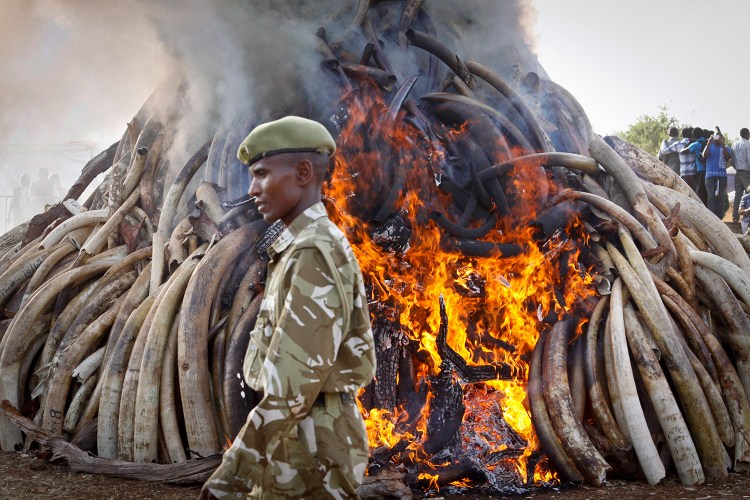 A ranger from the Kenya Wildlife Service walks past 15 tons of burning elephant tusks that were set on fire as part of an anti-poaching ceremony on March 3, 2015,  during World Wildlife Day at Nairobi National Park. Kenyan President Uhuru Kenyatta said that 25 years after the historic banning of the ivory trade, new demand from emerging markets is threatening Africa's elephants and rhinos. The Associated Press