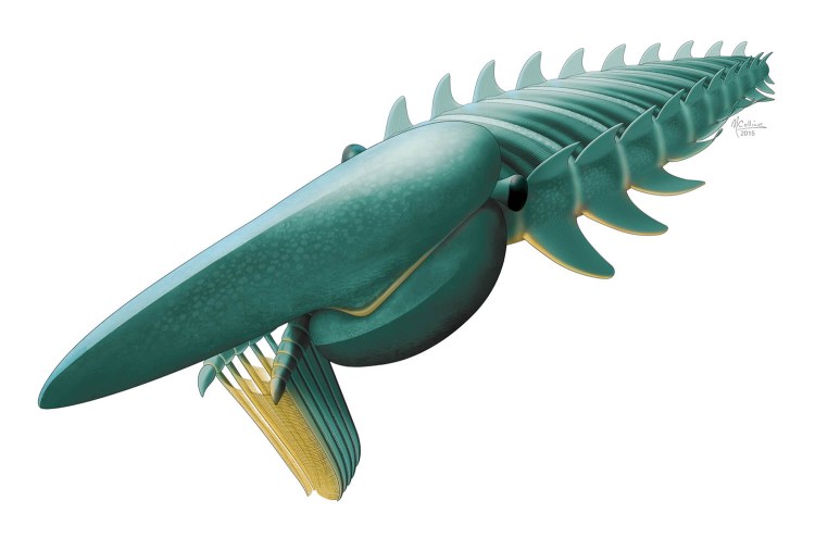 An artist's rendering of the filter-feeding anomalocaridid Aegirocassis benmoulae from the Early Ordovician period, about 480 million years ago. Aegirocassis reached a length of more than 6 feet, making it one of the biggest arthropods to have ever lived. It foreshadows the appearance much later of giant plankton-feeding sharks and whales. The Associated Press
