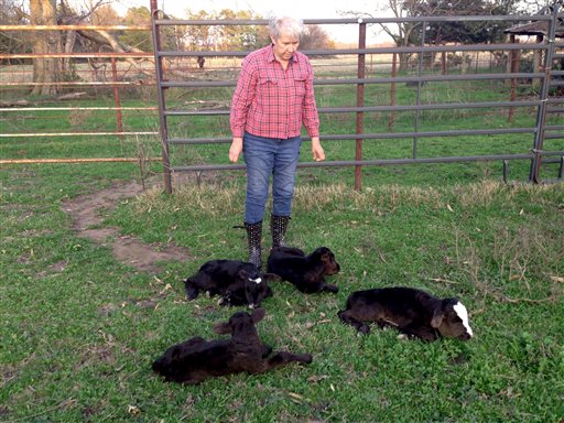 Dora Rumsey-Barling among four newborn calves born on March 16, 2015, ostensibly to the same cow. DNA tests will be done to satisfy those who question the veracity of the calves' births from one mother, the odds of which were 1 in 11 million. 