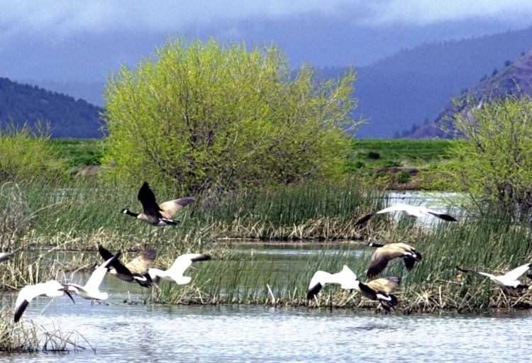 Snow geese and Canada geese prepare to land on a marsh  near Merrill, Ore., in this  2005 photo. Wildlife officials say 2,000 migrating snow geese have died in eastern Idaho likely because of avian cholera. The Associated Press