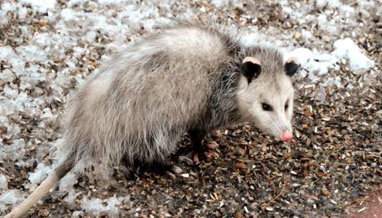 No need for this opossum to climb the bird feeders in Steven Edmondson’s yard. The birds scatter plenty of seeds for low-dwelling critters. 