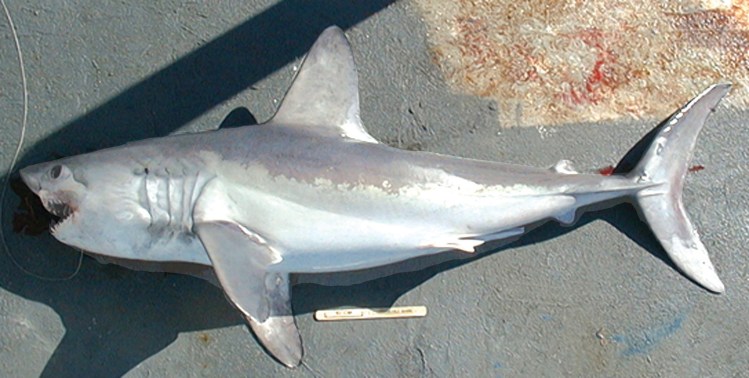 The porbeagle shark  typically reaches about 8 feet in length and about 300 pounds. The North Atlantic sharks tend to grow larger than Southern Hemisphere sharks. It is considered an  opportunistic hunter it is most commonly found over food-rich banks on the outer continental shelf, but makes occasional forays close to shore. NOAA photo