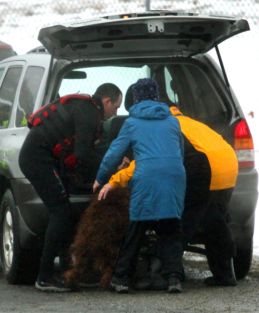 An Irish Setter is delivered to friends of her owner shortly after being rescued from the icy waters of the Kennebec River in Winslow on Friday.