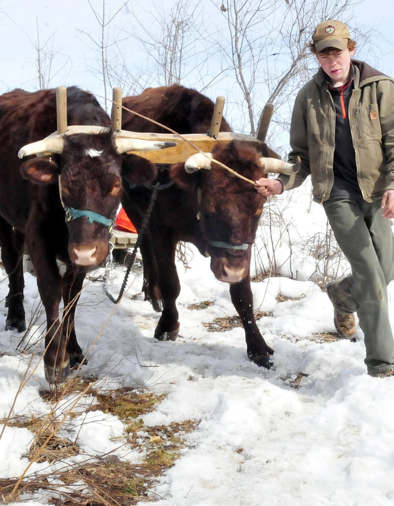 Gil Whitehead, 15, guides his oxen on a trail after collecting sap during a demonstration for students of the Maine Academy of Natural Sciences at Winterberry Farm in Belgrade.