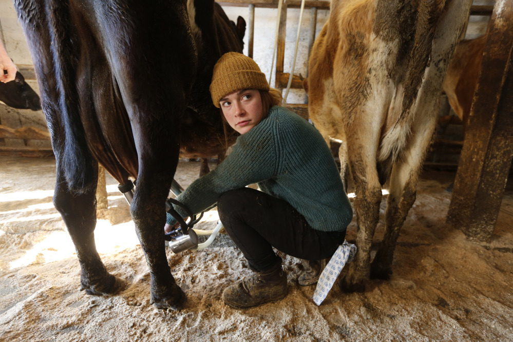 Jade Ouimette, 21, milks cows at the Straw Farm in Newcastle. Maine’s dairy farmers are divided over a potential vote this week on a statewide proposal that could change restrictions on raw milk sales.