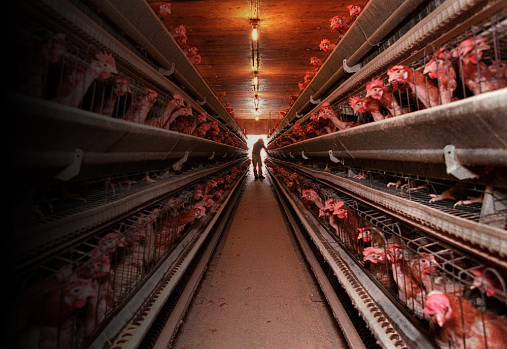 A worker at DeCoster Egg Farms in Turner, Maine tends one of the rows of egg-producing hens in a barn that holds over 70,000 of the birds.