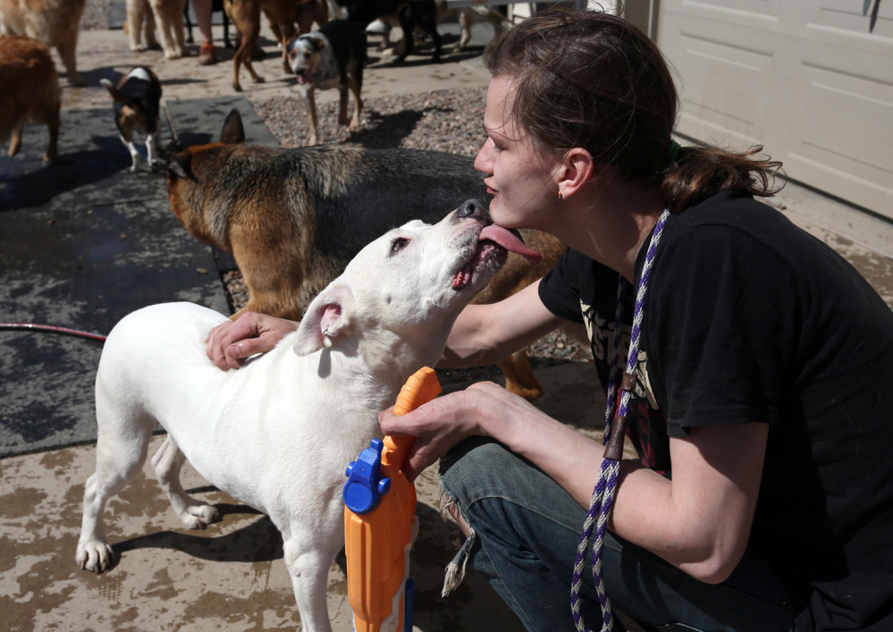 A worker interacts with a dog at the First Class Pet Lodge in Wausau, Wis. Humans can’t contract the canine flu.