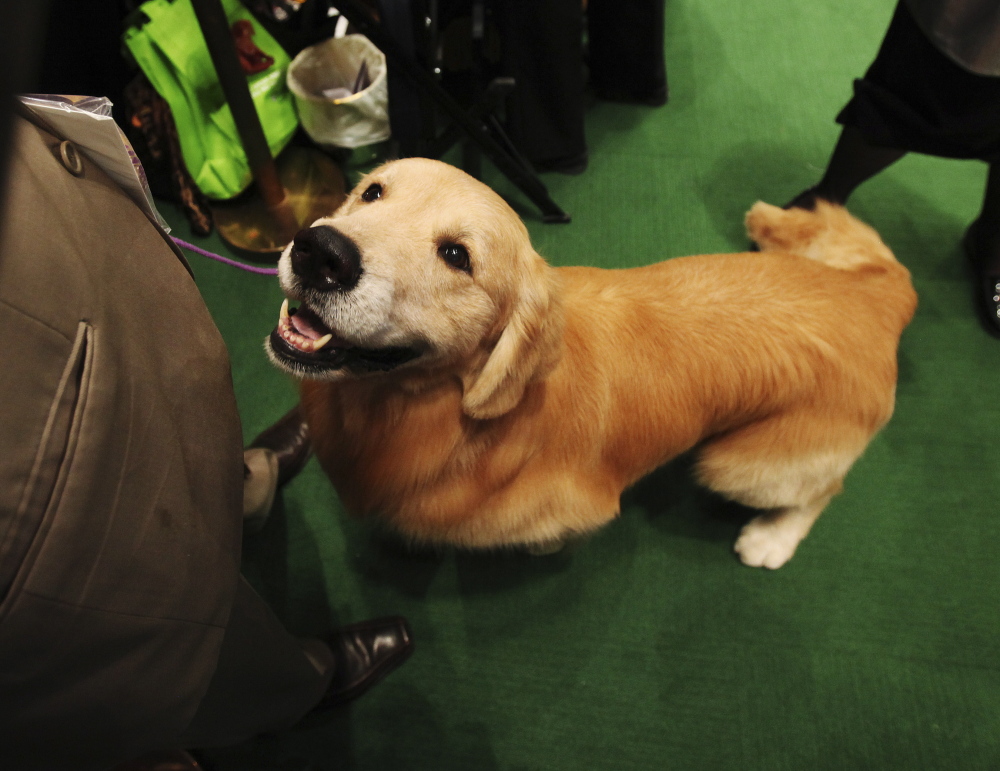 Jacques, a golden retriever and “Best in Breed” winner at the Westminster Kennel Club Dog Show in New York, shows a classic friendly face at the event in February. A recent study finds that both dogs and their owners can stimulate a bonding reaction by looking at each other for several minutes.