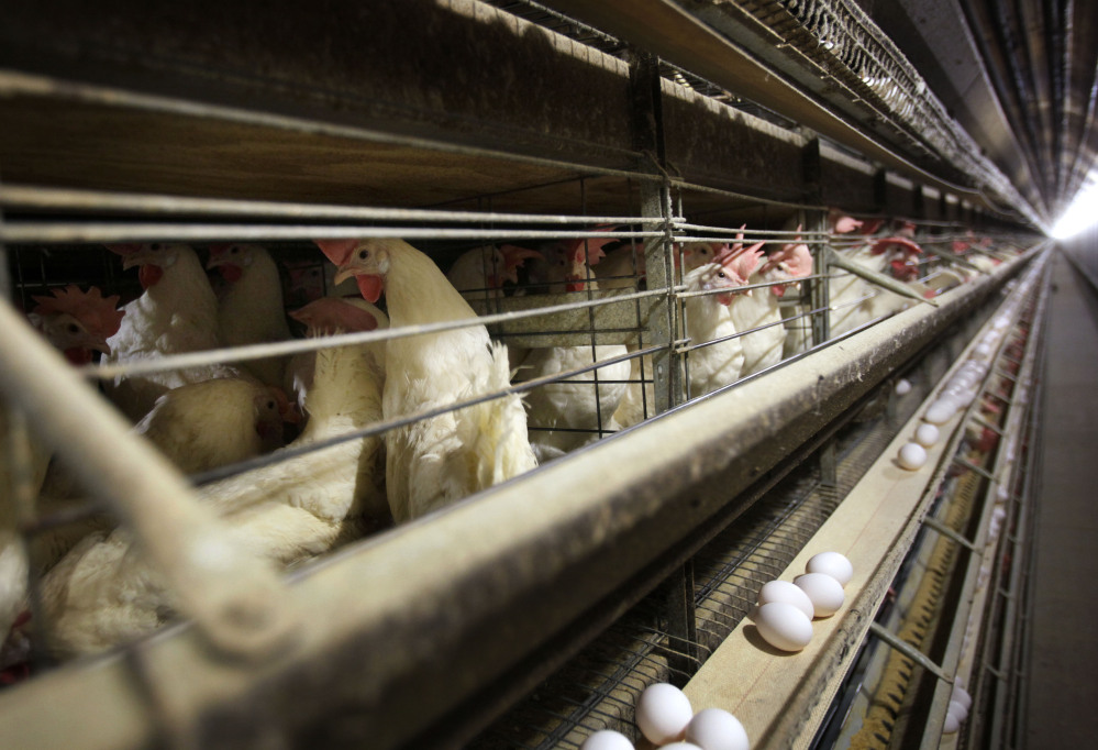 Poultry farms in Iowa, like this one near Stuart, are taking steps to protect their flocks from bird flu. Farm workers in the nation’s top egg-producing state are dipping their boots in disinfectant before entering barns, while upgraded ventilation systems help to keep wild birds out of barns.