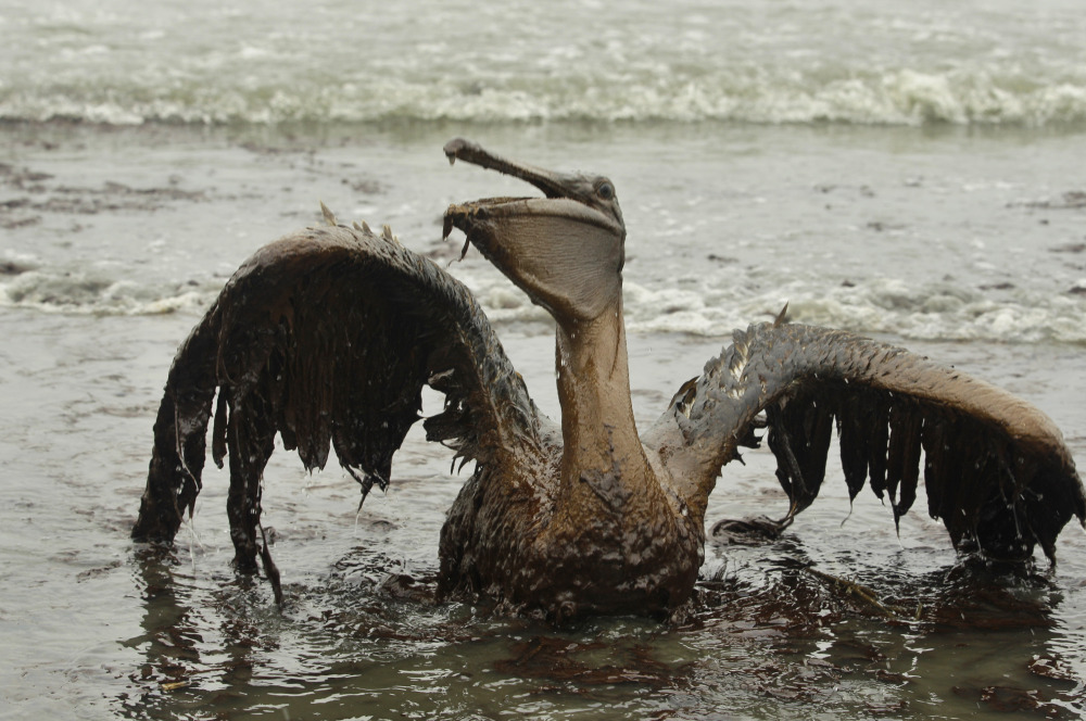 A brown pelican struggles to raise its oil-covered wings after the Deepwater Horizon oil spill of April 2010.