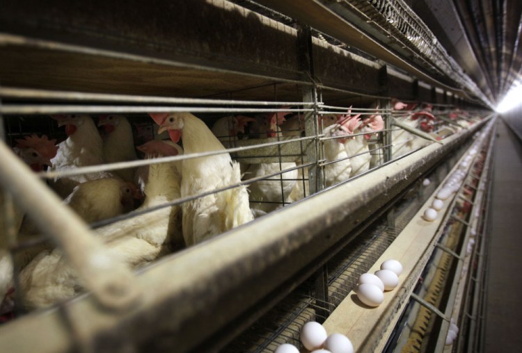 In this Nov. 16, 2009 file photo, chickens stand in their cages at a farm near Stuart, Iowa.