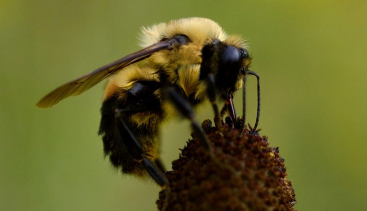 The severity of the effects of neonicotinoid insecticides on bees appears to vary depending on what type of crops or plants they are used on, according to a study by the U.S. Environmental Protection Agency.